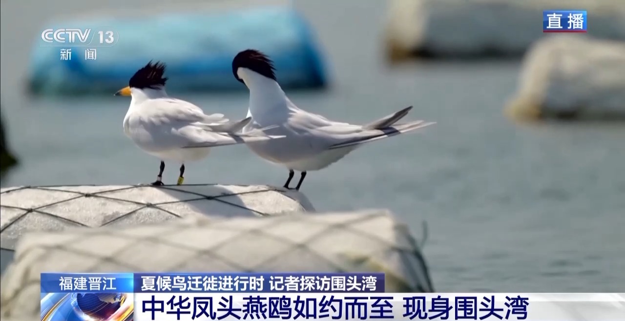 圈的明溪县 究竟有什么独特魅力？不朽情缘游戏网站址在观鸟界火出(图6)