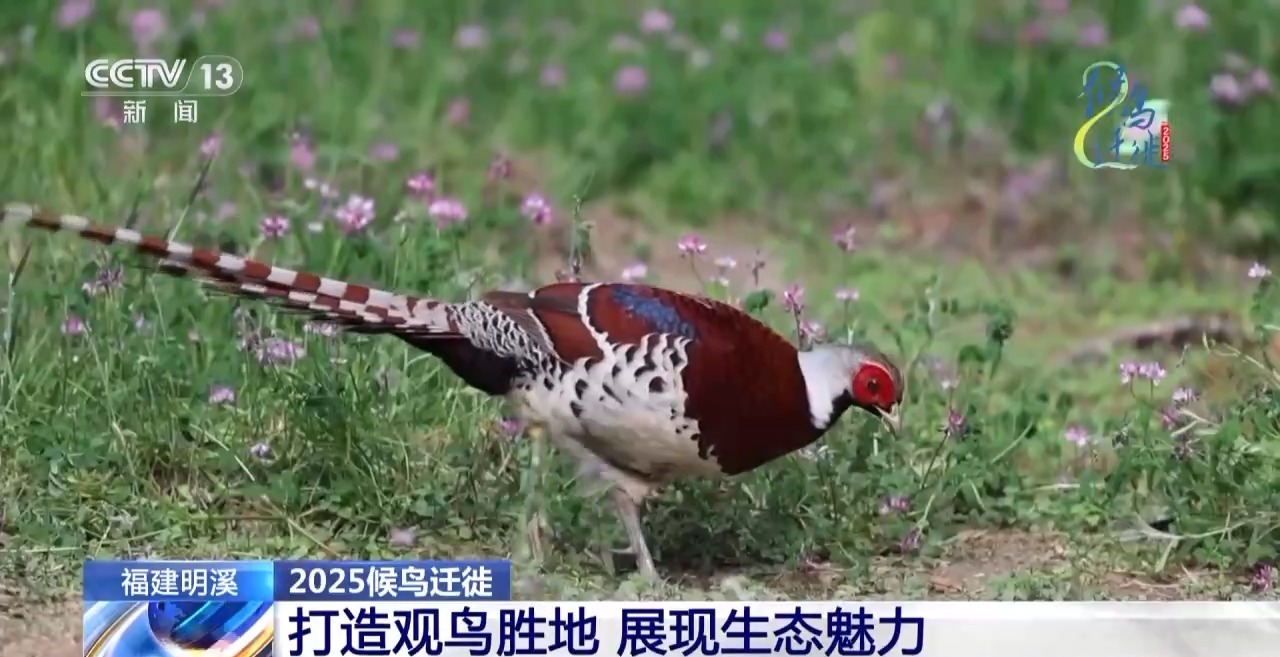 圈的明溪县 究竟有什么独特魅力？不朽情缘游戏网站址在观鸟界火出(图5)