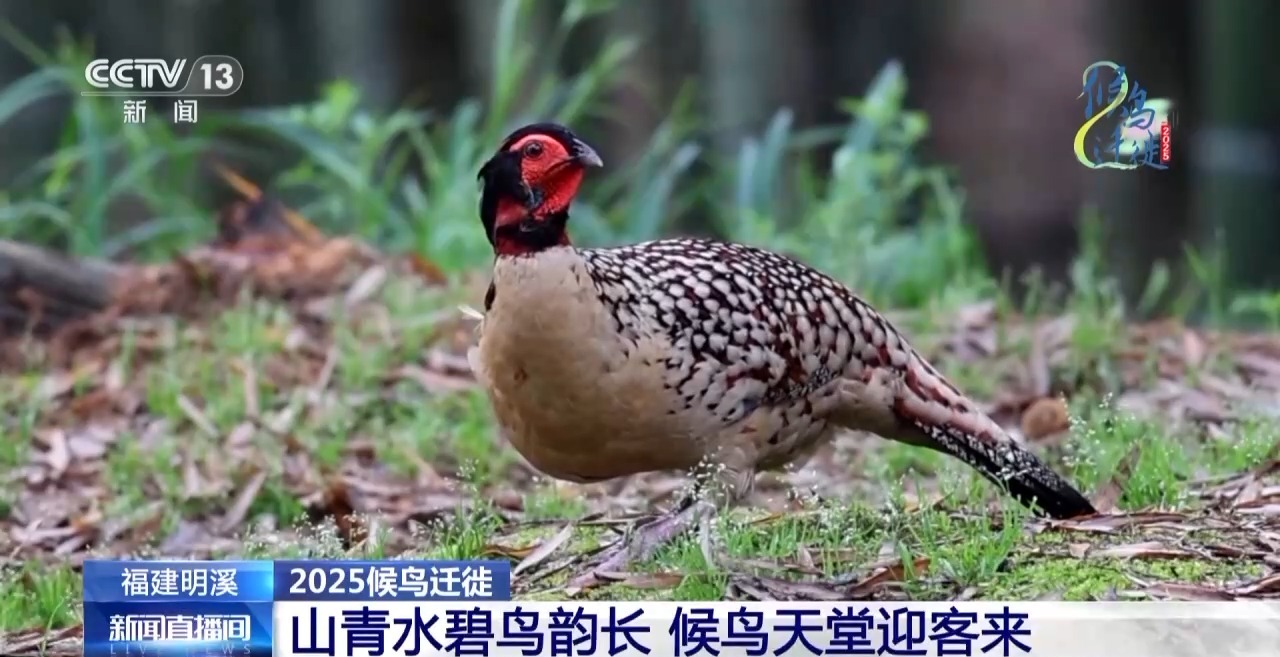 圈的明溪县 究竟有什么独特魅力？不朽情缘游戏网站址在观鸟界火出(图11)